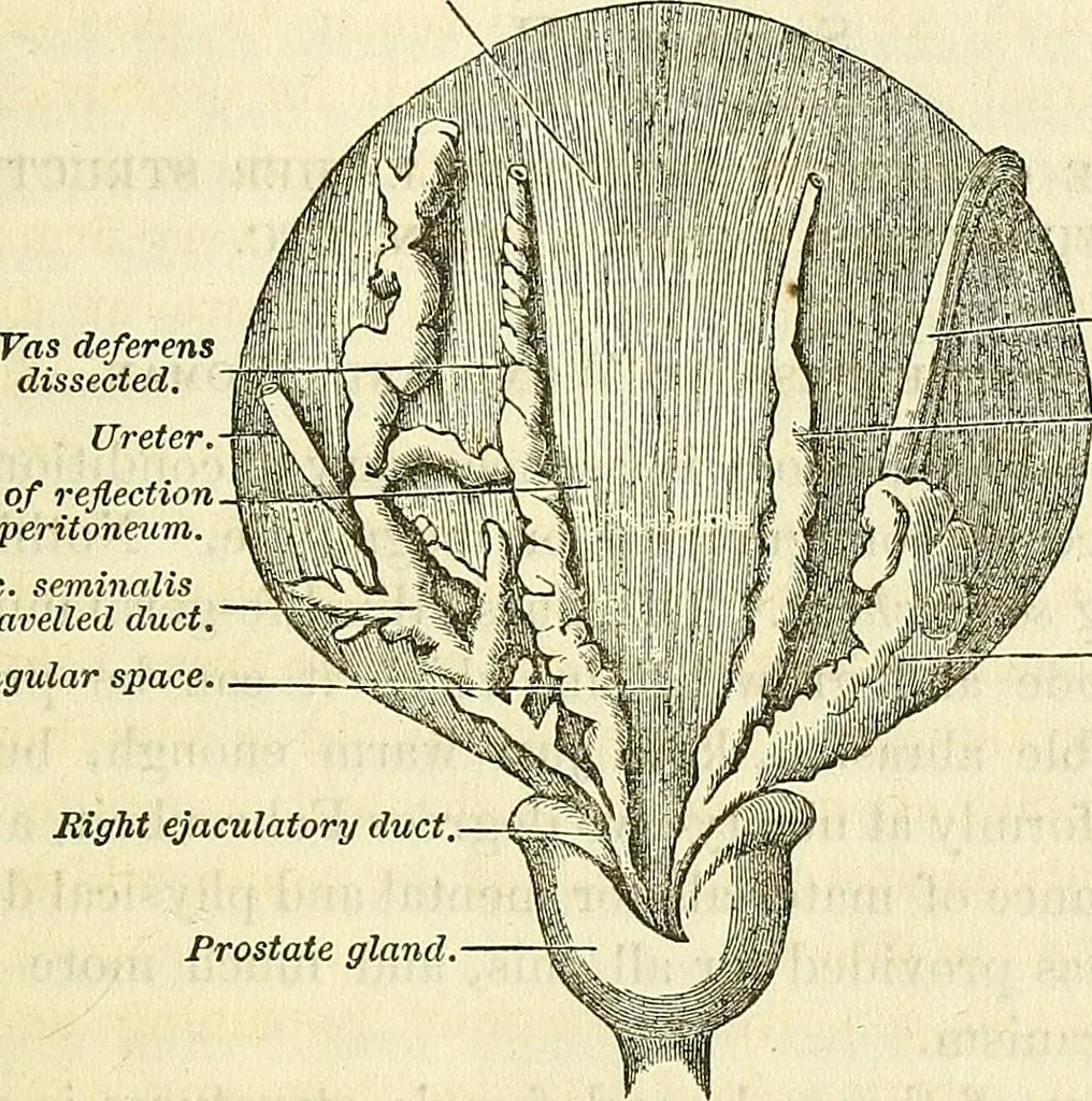 An illustration from Sexual science : including manhood, womanhood, and their mutual interrelations ; love, its laws, power etc. ... as taught by phrenolog, 1870, leaf 742