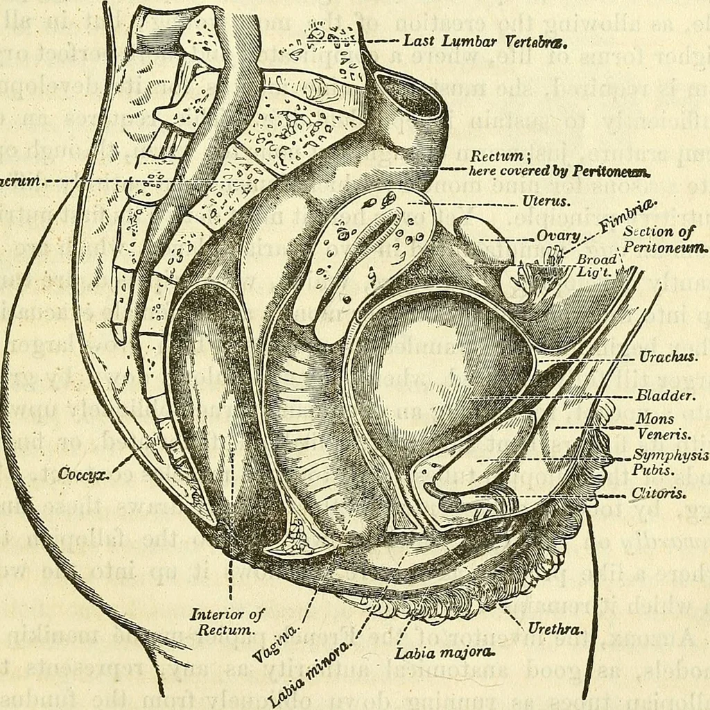 An illustration from Sexual science : including manhood, womanhood, and their mutual interrelations ; love, its laws, power etc. ... as taught by phrenolog, 1870, leaf 746