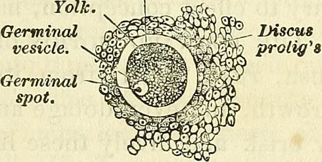 An illustration from Sexual science : including manhood, womanhood, and their mutual interrelations ; love, its laws, power etc. ... as taught by phrenolog, 1870, leaf 748