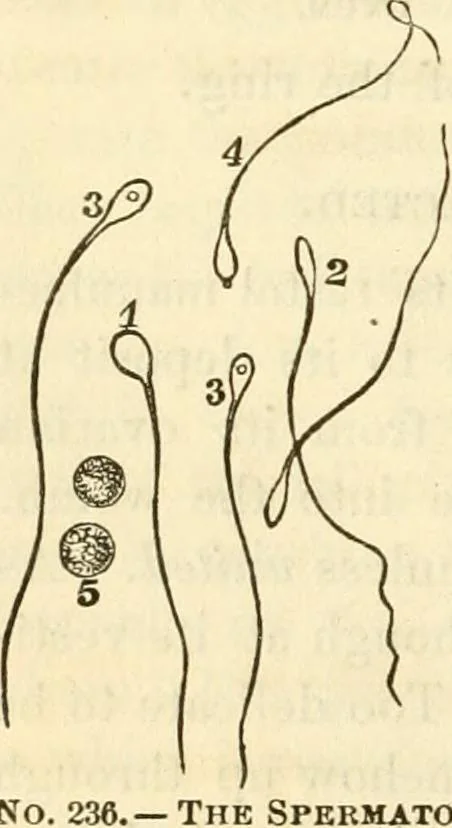 An illustration from Sexual science : including manhood, womanhood, and their mutual interrelations ; love, its laws, power etc. ... as taught by phrenolog, 1870, leaf 749