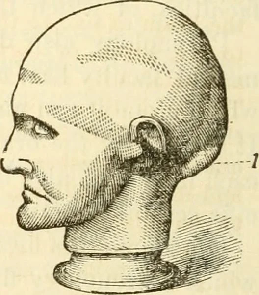 An illustration from Sexual science : including manhood, womanhood, and their mutual interrelations ; love, its laws, power etc. ... as taught by phrenolog, 1870, leaf 95