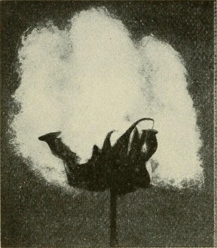 An illustration from Shelter and clothing; a textbook of the household arts, 1920, leaf 121