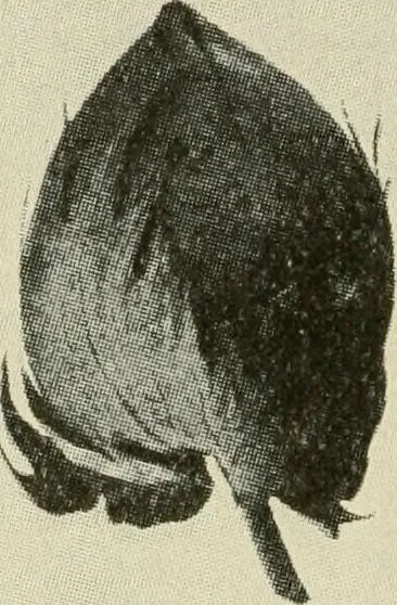 An illustration from Shelter and clothing; a textbook of the household arts, 1920, leaf 121