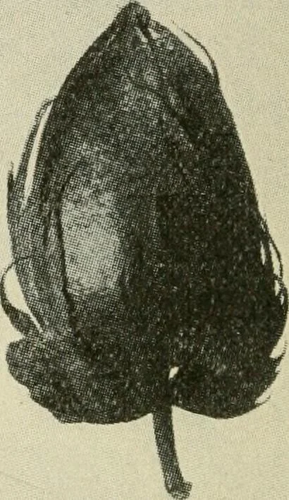 An illustration from Shelter and clothing; a textbook of the household arts, 1920, leaf 121