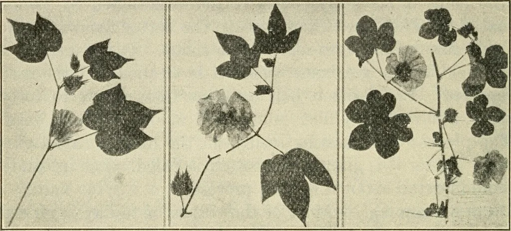 An illustration from Shelter and clothing; a textbook of the household arts, 1920, leaf 125