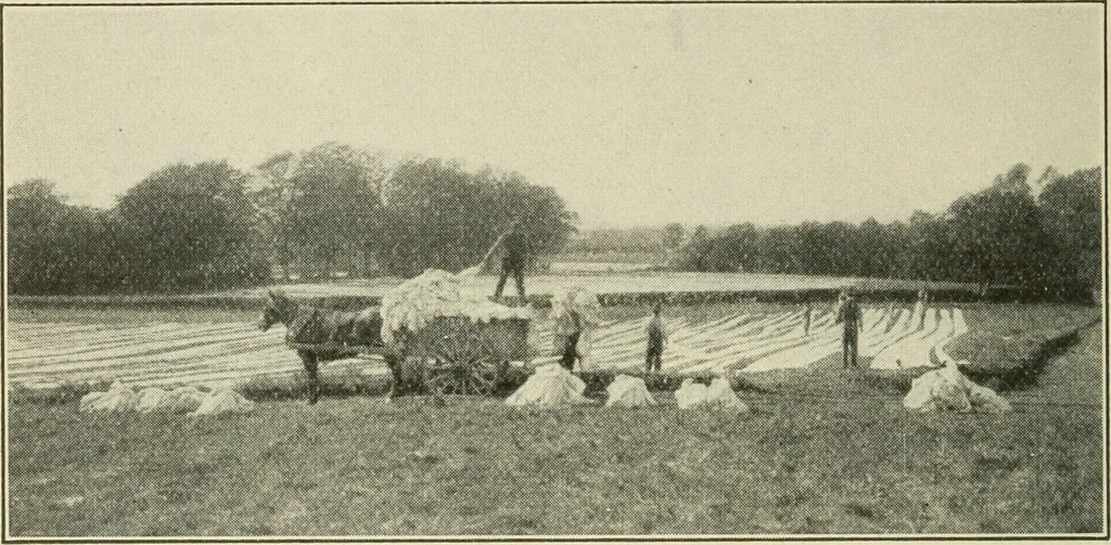 An illustration from Shelter and clothing; a textbook of the household arts, 1920, leaf 163