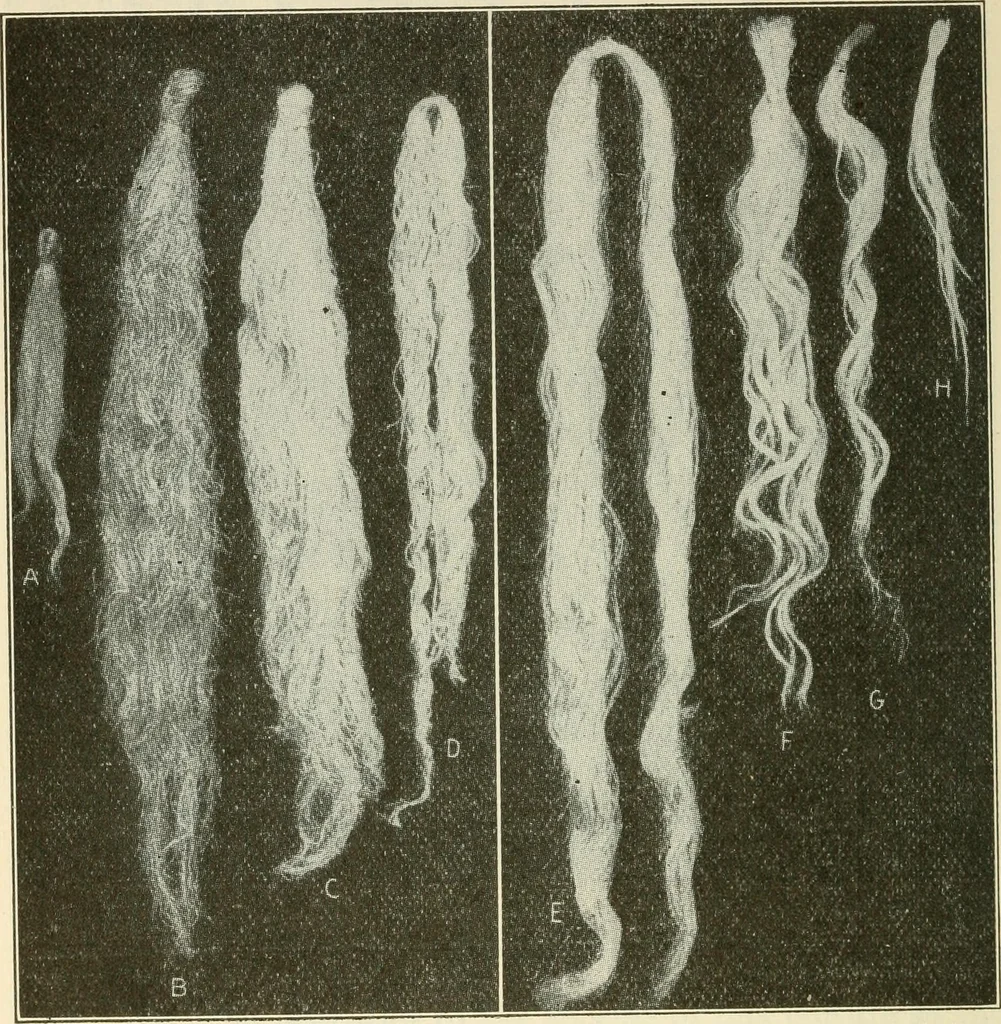 An illustration from Shelter and clothing; a textbook of the household arts, 1920, leaf 167