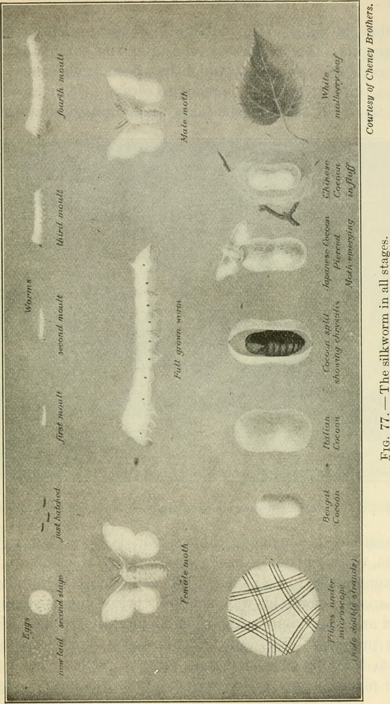 An illustration from Shelter and clothing; a textbook of the household arts, 1920, leaf 194