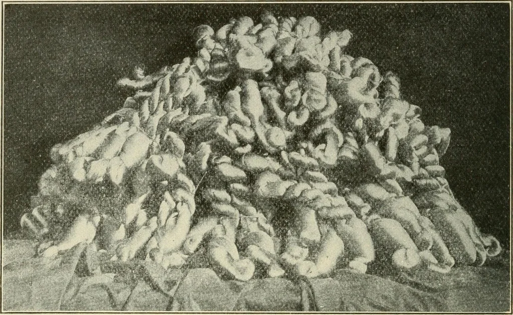 An illustration from Shelter and clothing; a textbook of the household arts, 1920, leaf 197