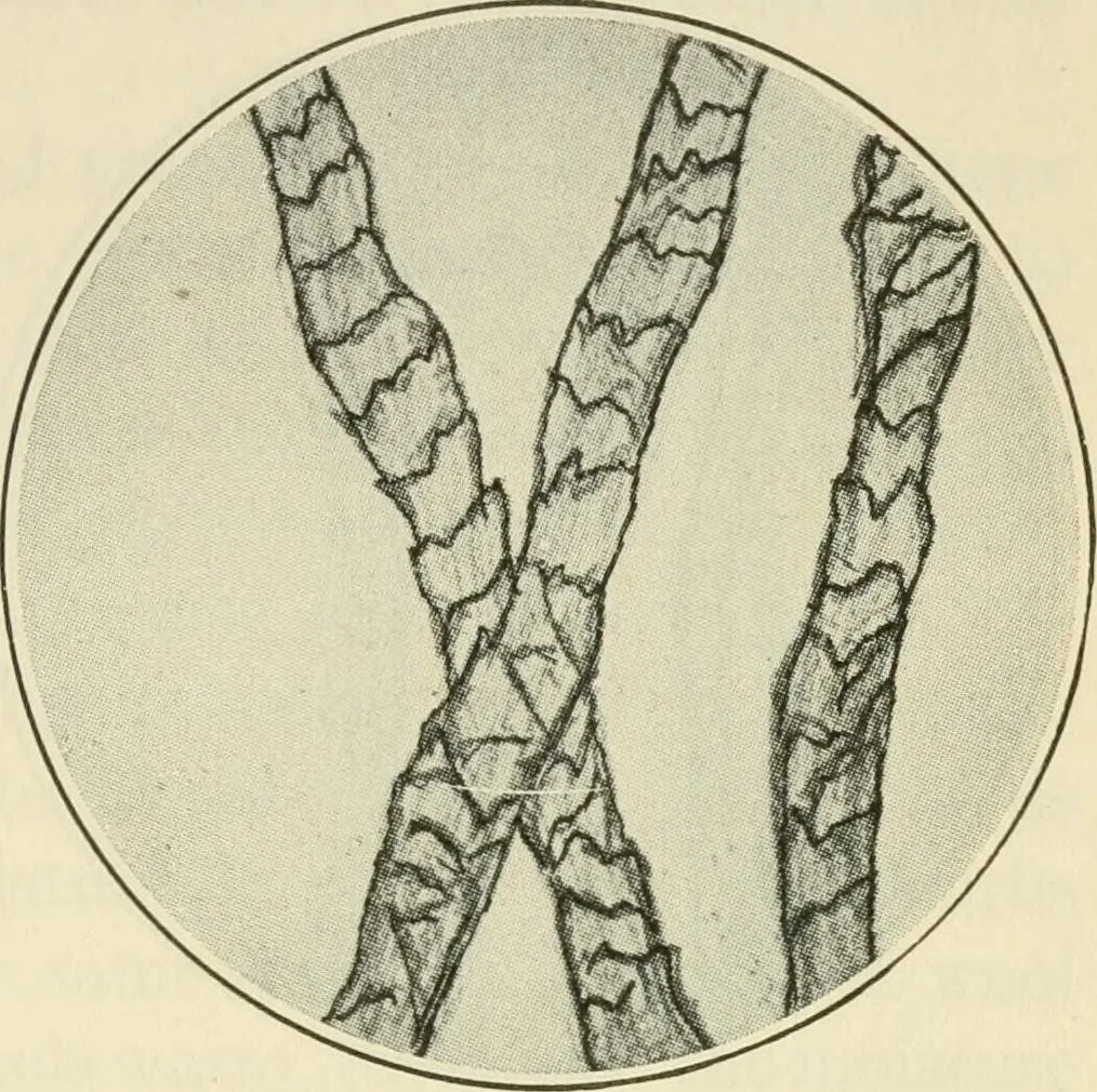 An illustration from Shelter and clothing; a textbook of the household arts, 1920, leaf 210