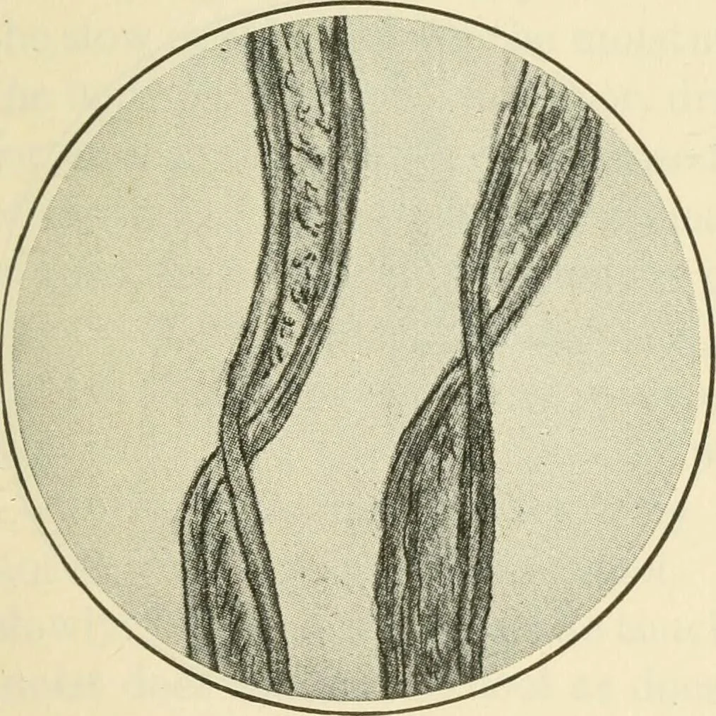 An illustration from Shelter and clothing; a textbook of the household arts, 1920, leaf 210