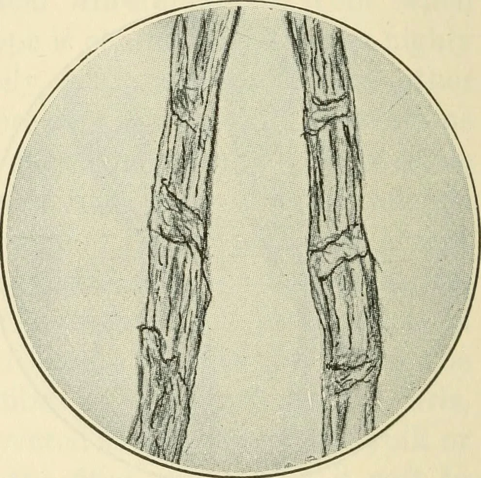 An illustration from Shelter and clothing; a textbook of the household arts, 1920, leaf 211