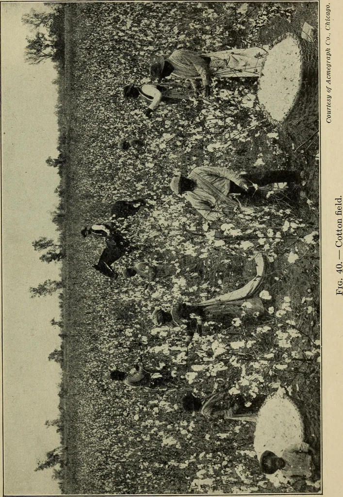 An illustration from Shelter and clothing; a textbook of the household arts, 1916, leaf 120