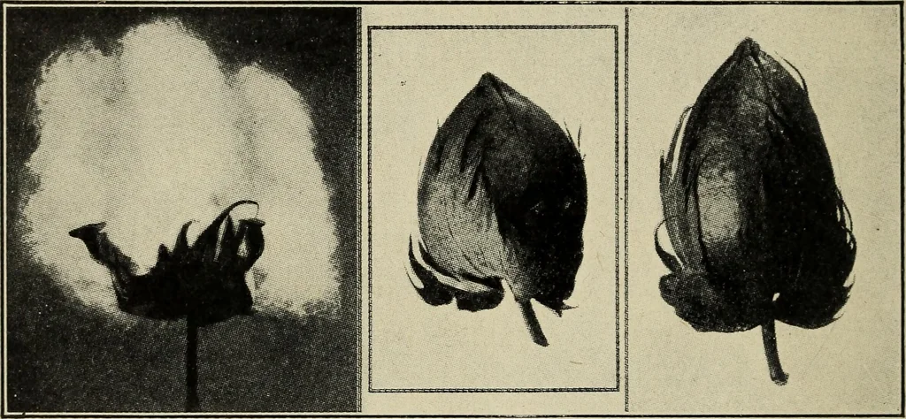 An illustration from Shelter and clothing; a textbook of the household arts, 1916, leaf 121