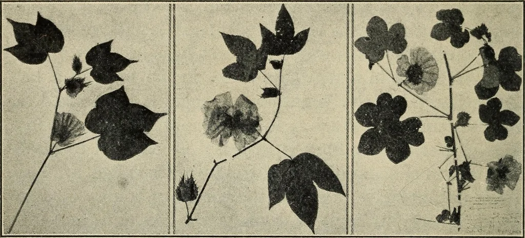 An illustration from Shelter and clothing; a textbook of the household arts, 1916, leaf 125