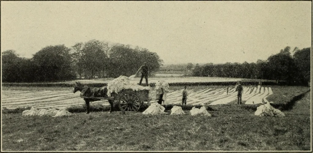An illustration from Shelter and clothing; a textbook of the household arts, 1916, leaf 145