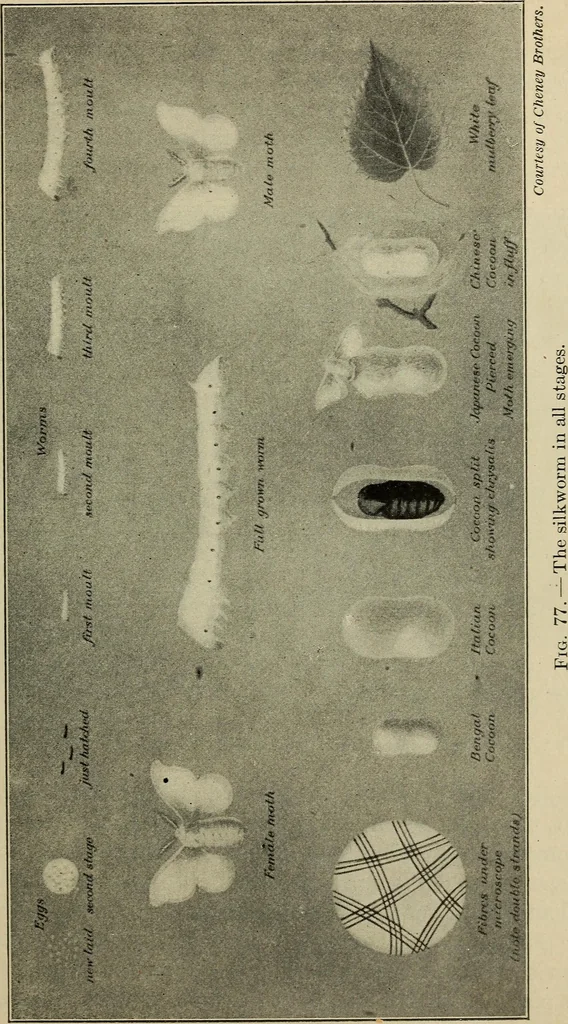An illustration from Shelter and clothing; a textbook of the household arts, 1916, leaf 176