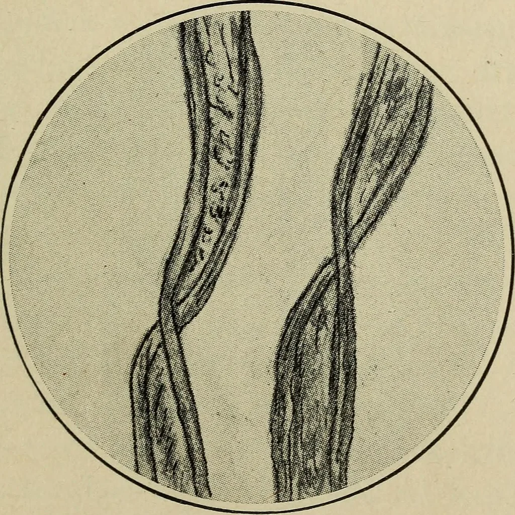 An illustration from Shelter and clothing; a textbook of the household arts, 1916, leaf 192