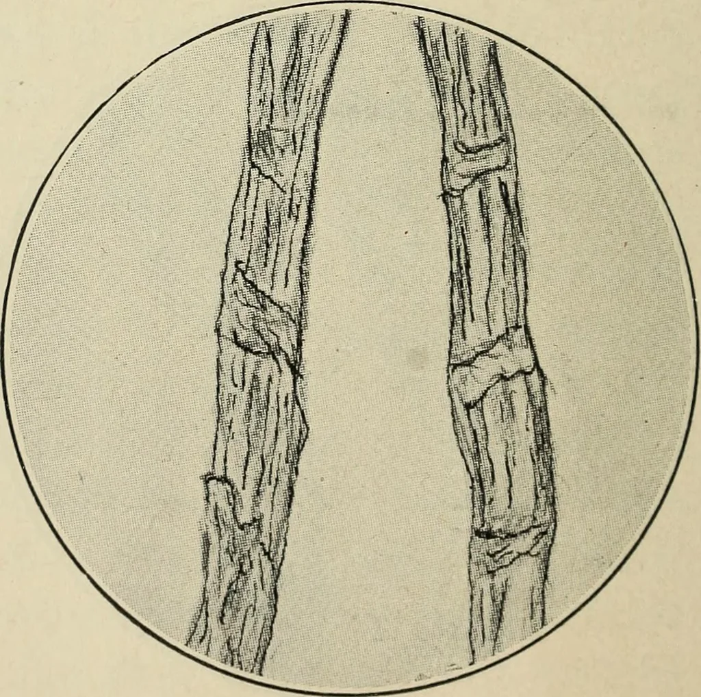 An illustration from Shelter and clothing; a textbook of the household arts, 1916, leaf 193