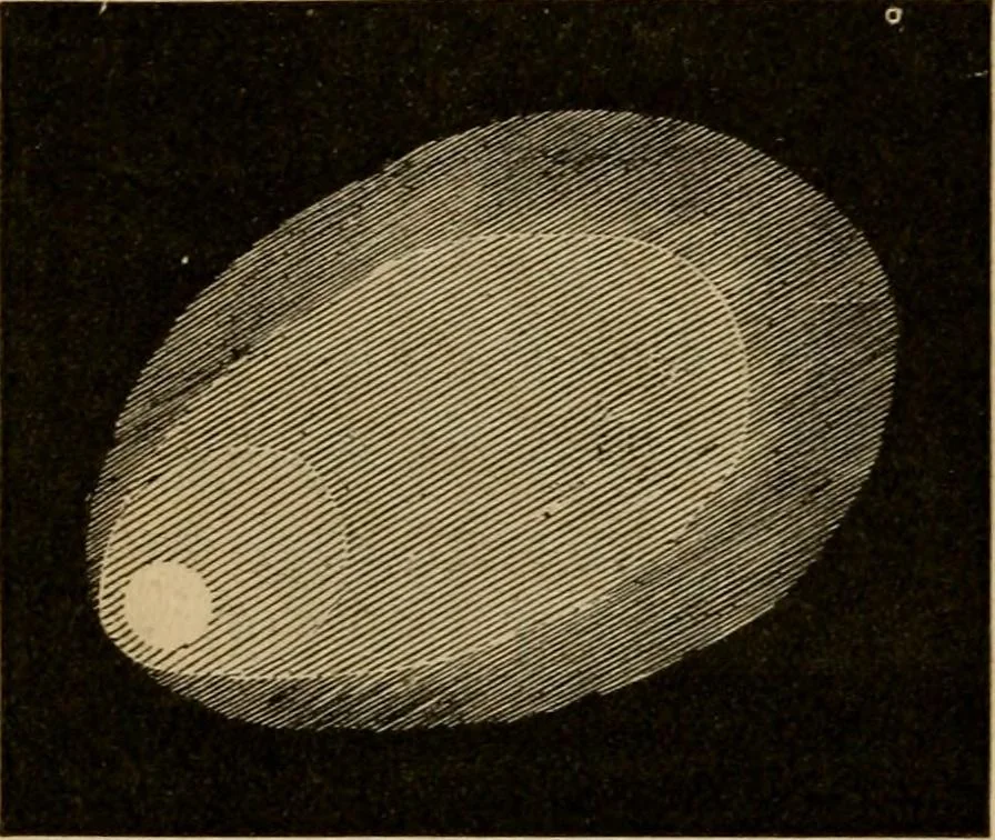 An illustration from A short course in astronomy and the use of the globes, 1871, leaf 135