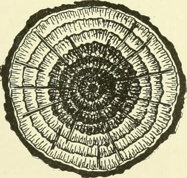 An illustration from A shorter course in woodworking; a practical manual for home and school, 1911, leaf 224
