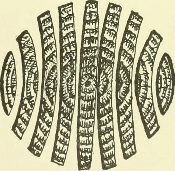 An illustration from A shorter course in woodworking; a practical manual for home and school, 1911, leaf 226