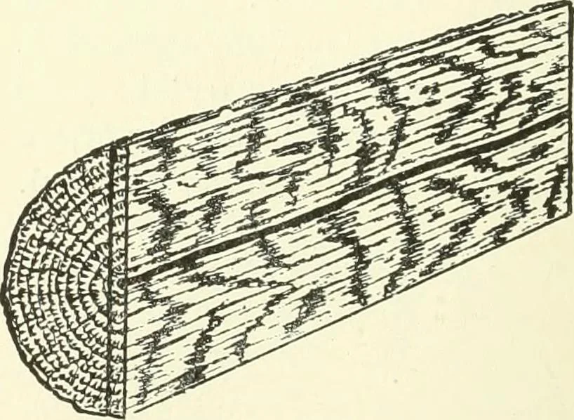 An illustration from A shorter course in woodworking; a practical manual for home and school, 1911, leaf 227