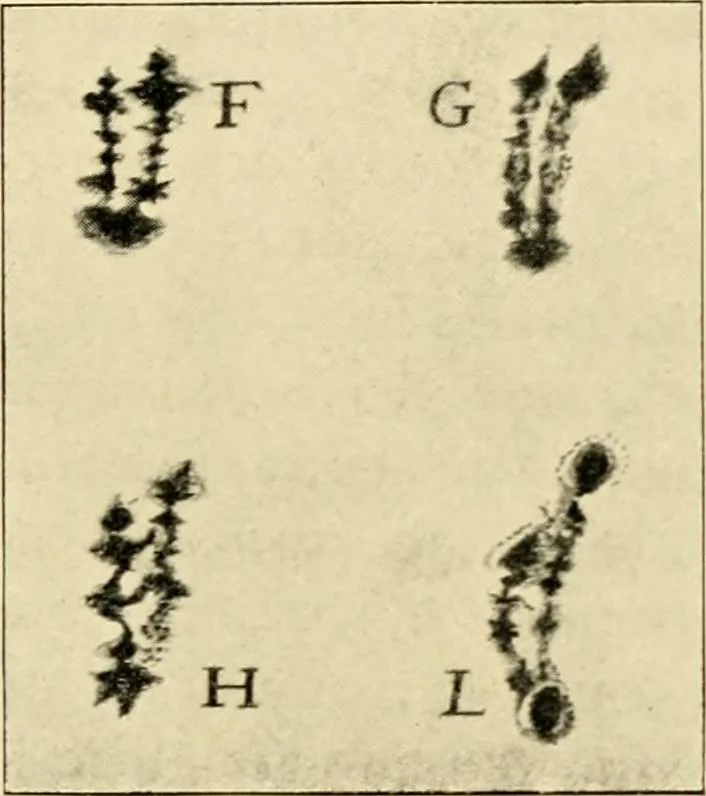 An illustration from A short history of astronomy, 1898, leaf 202