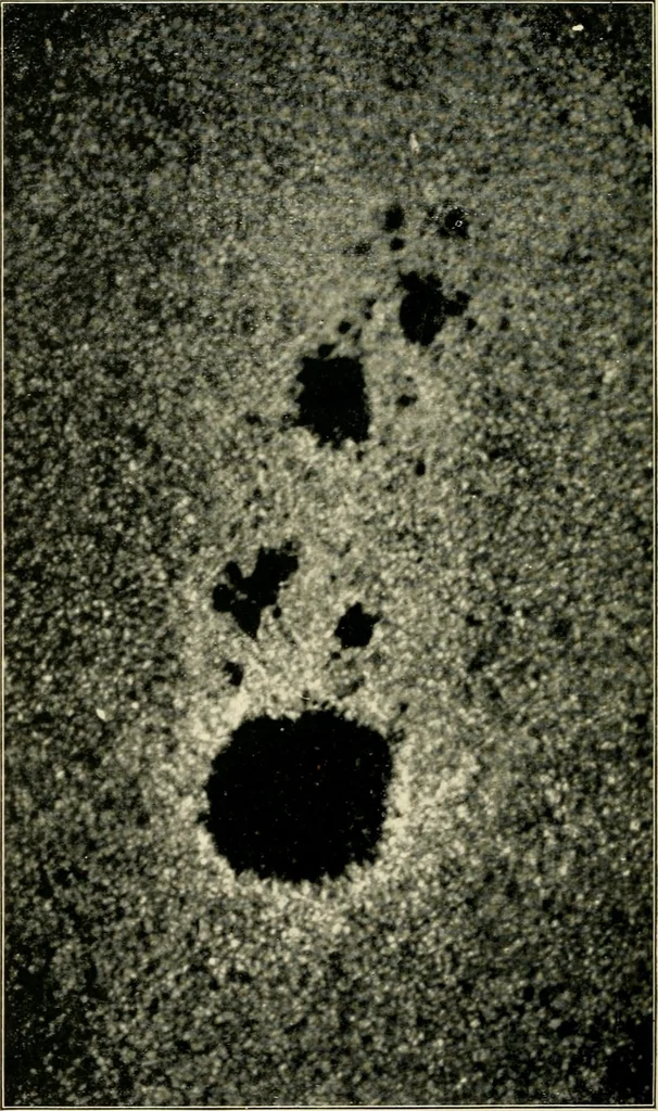 An illustration from A short history of astronomy, 1898, leaf 461