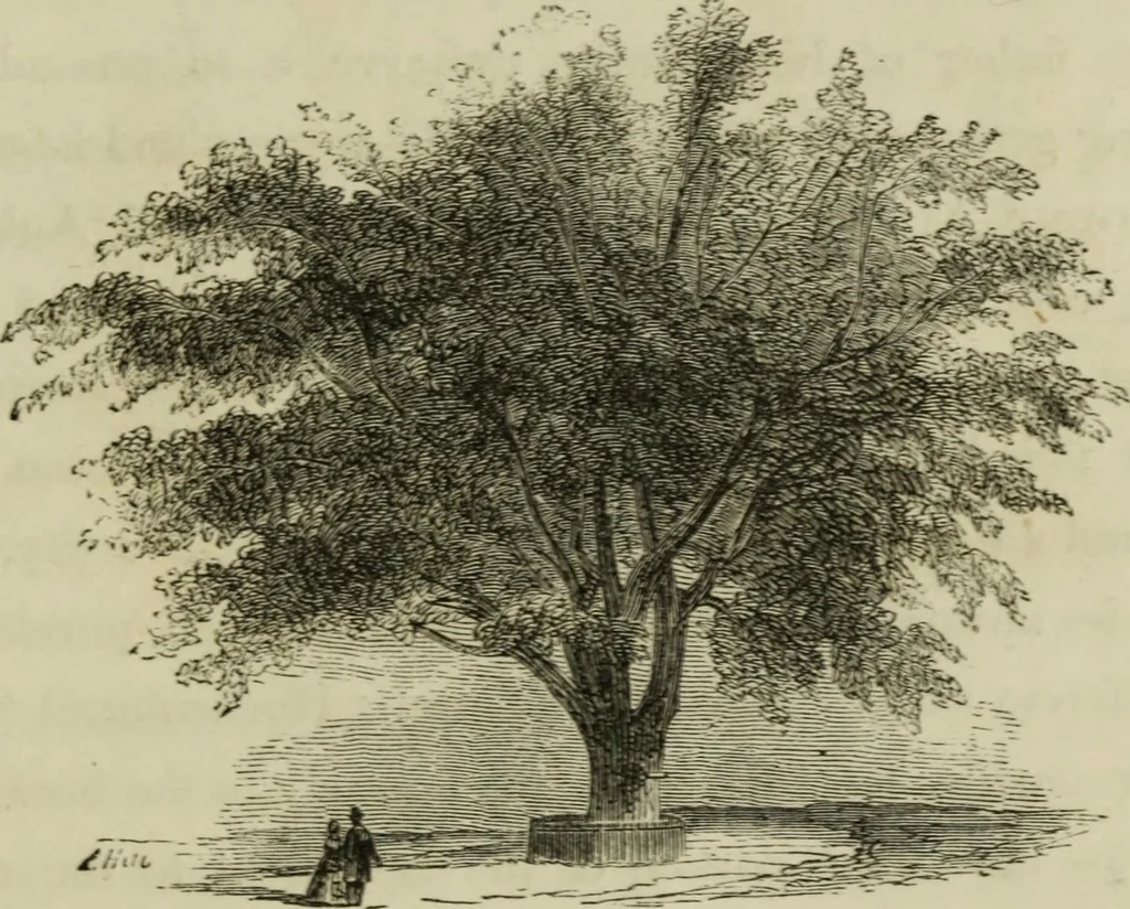 An illustration from Sights in Boston and suburbs, or, Guide to the stranger, 1856, leaf 166