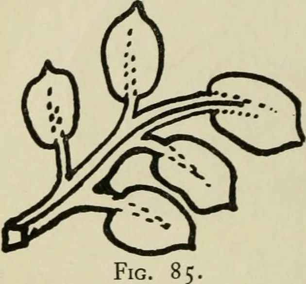 An illustration from Silverwork and jewelery; a text-book for students and workers in metal, by H. Wilson, 1903, leaf 159