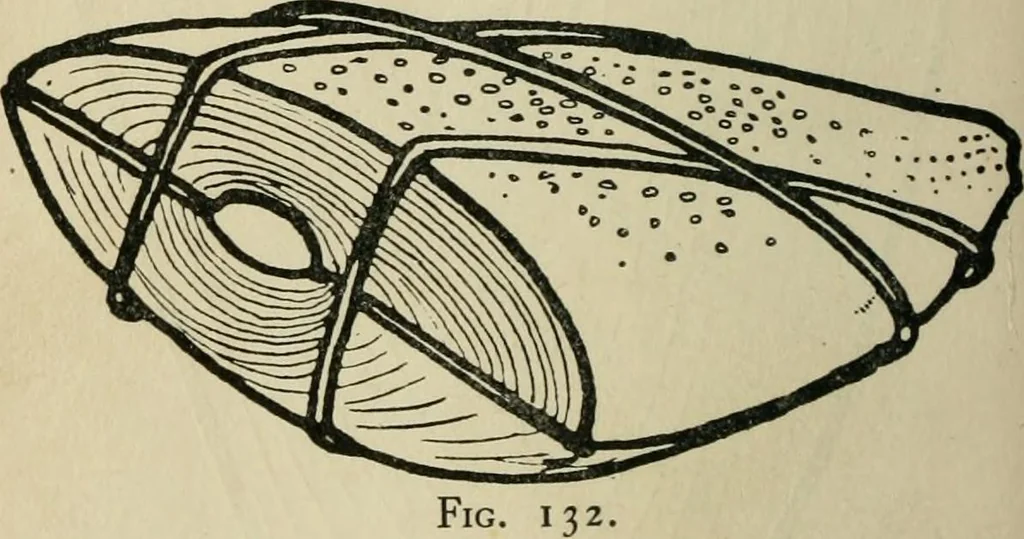 An illustration from Silverwork and jewelery; a text-book for students and workers in metal, by H. Wilson, 1903, leaf 203