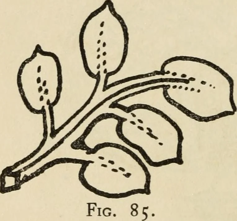 An illustration from Silverwork and jewelry : a text-book for students and workers in metal, 1912, leaf 159
