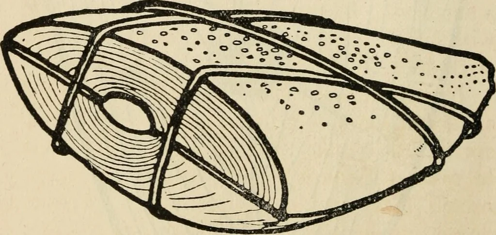 An illustration from Silverwork and jewelry : a text-book for students and workers in metal, 1912, leaf 203