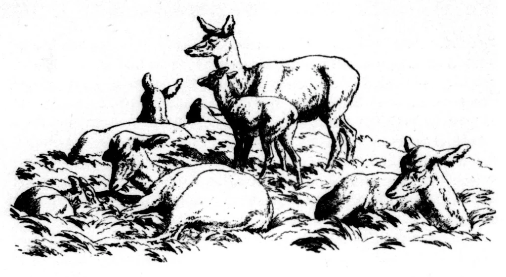 An illustration from The Badminton Magazine 1896-11: Vol 3 Iss 16, 1896, leaf 63