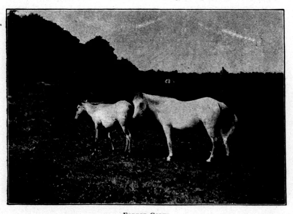 An illustration from The Badminton Magazine 1896-12: Vol 3 Iss 17, 1896, leaf 29