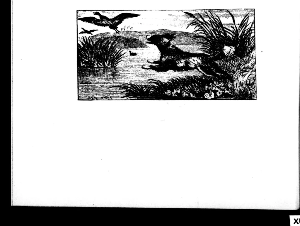 An illustration from The Badminton Magazine of Sports and Pasttimes 1897-01: Vol 4 Iss 18, 1897, leaf 31