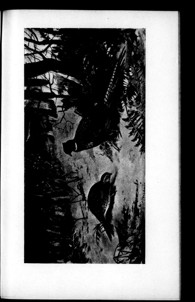An illustration from The Badminton Magazine 1897-11: Vol 5 Iss 28, 1897, leaf 88