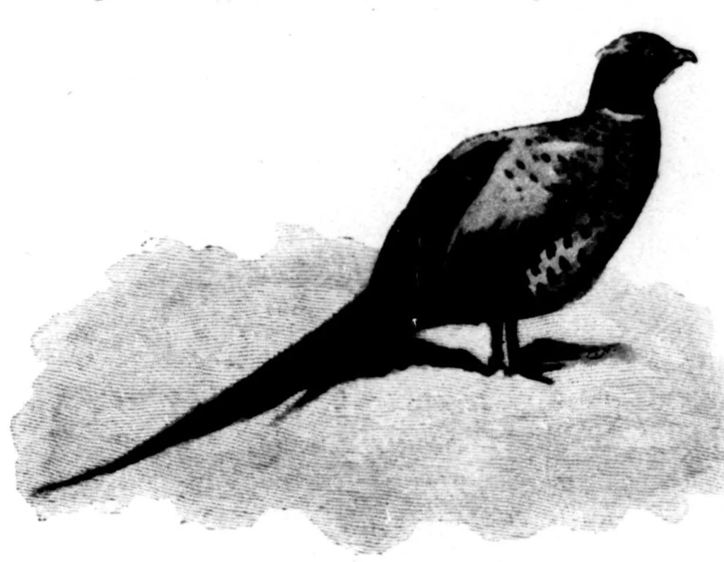 An illustration from The Badminton Magazine 1897-11: Vol 5 Iss 28, 1897, leaf 94