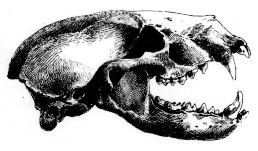 An illustration from The Badminton Magazine 1898-08: Vol 7 Iss 37, 1898, leaf 17