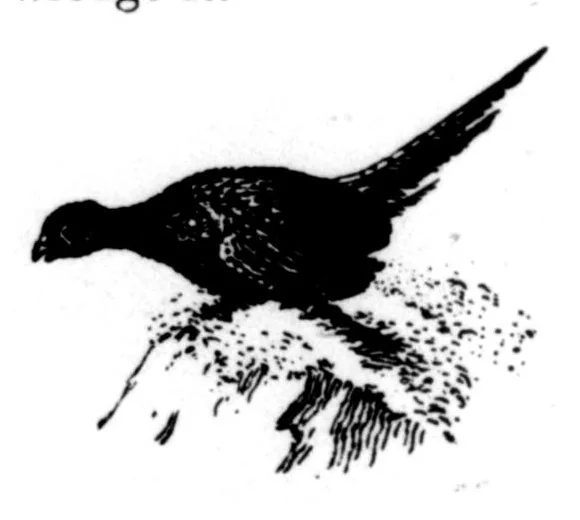 An illustration from The Badminton Magazine 1898-09: Vol 7 Iss 38, 1898, leaf 117