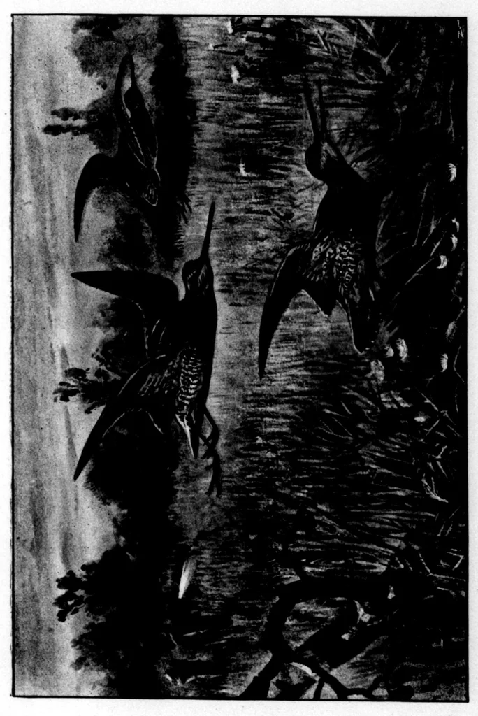 An illustration from The Badminton Magazine 1898-11: Vol 7 Iss 40, 1898, leaf 92