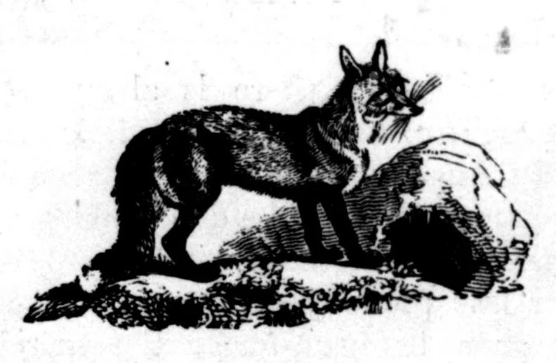 An illustration from The Badminton Magazine 1898-12: Vol 7 Iss 41, 1898, leaf 109