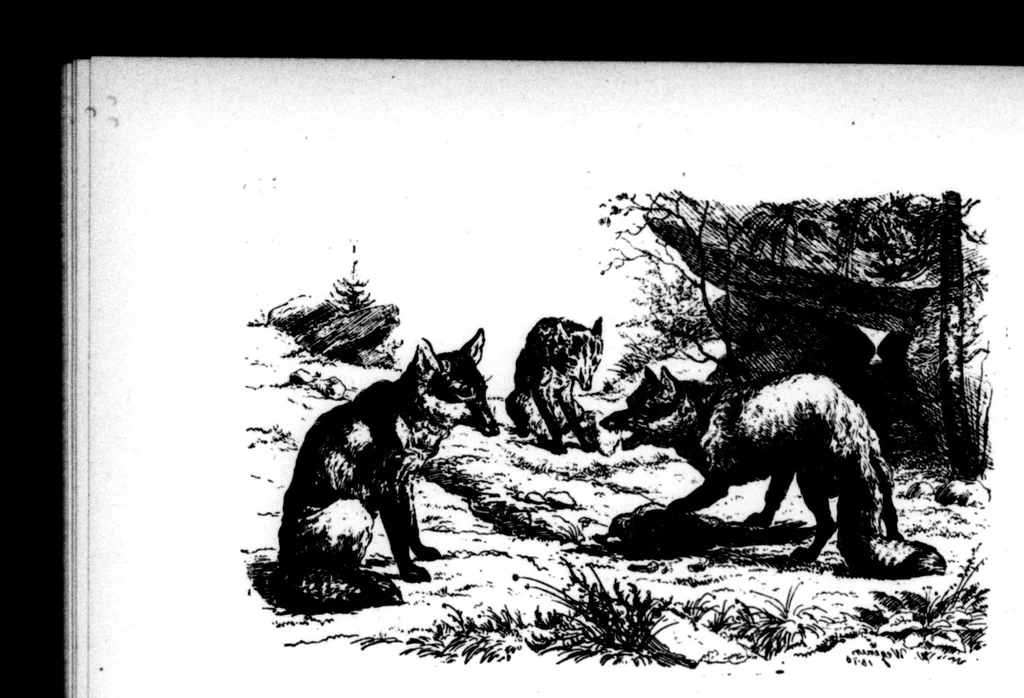 An illustration from The Badminton Magazine 1899-02: Vol 8 Iss 43, 1899, leaf 113