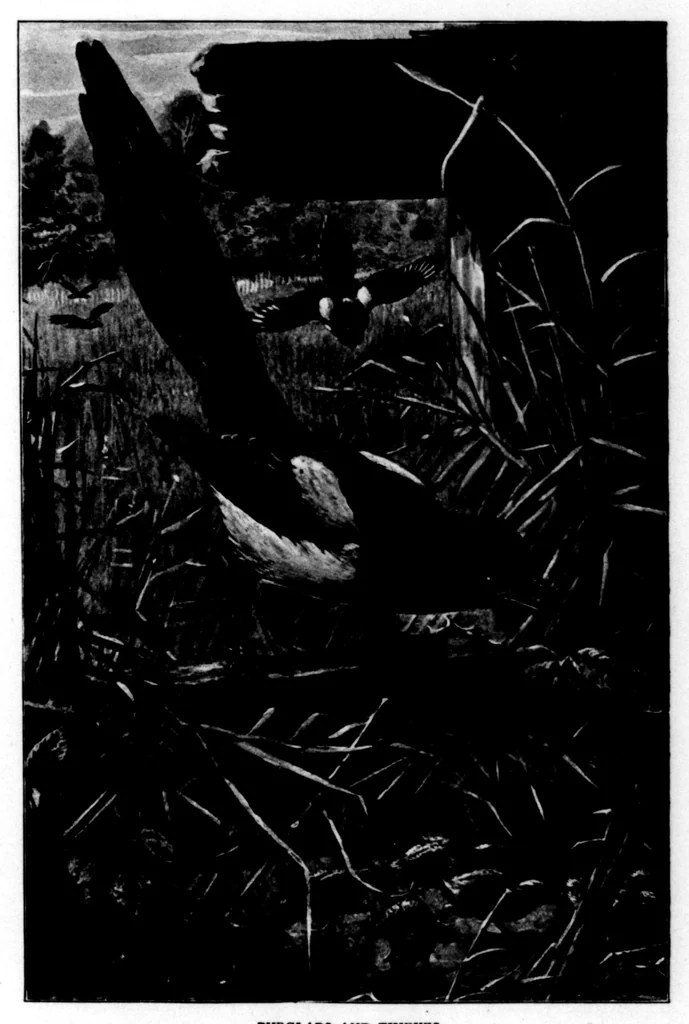 An illustration from The Badminton Magazine 1899-05: Vol 8 Iss 46, 1899, leaf 78