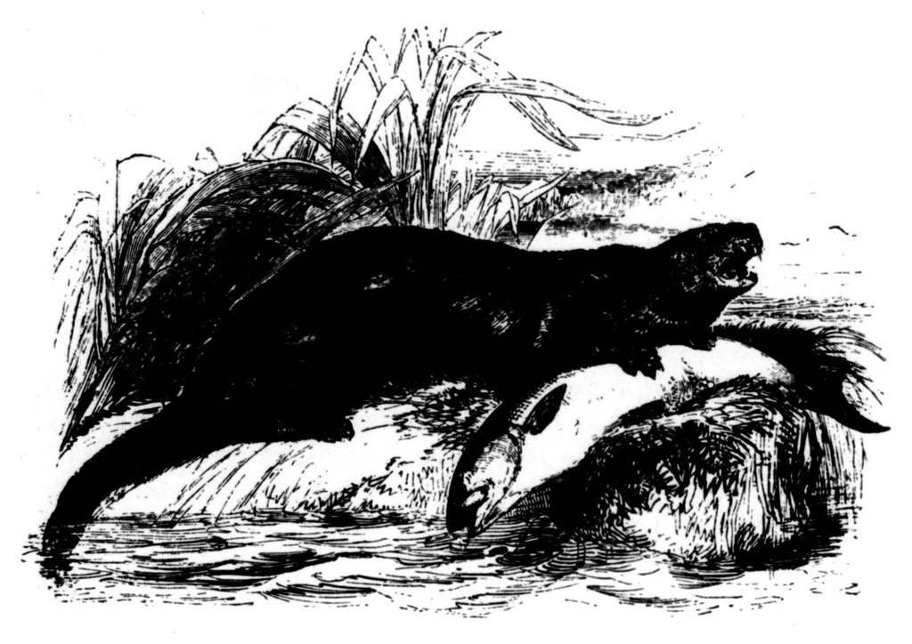 An illustration from The Badminton Magazine 1899-06: Vol 8 Iss 47, 1899, leaf 87
