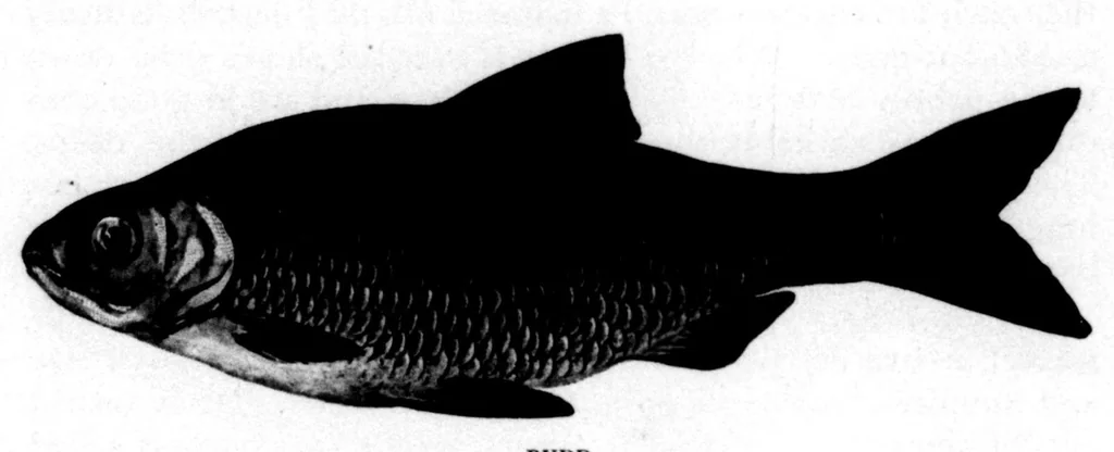 An illustration from The Badminton Magazine 1900-03: Vol 10 Iss 56, 1900, leaf 107