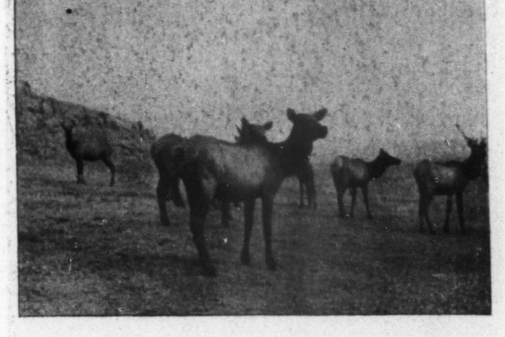 An illustration from Outdoor Life 1898-04: Vol 1 Iss 4, 1898, leaf 28