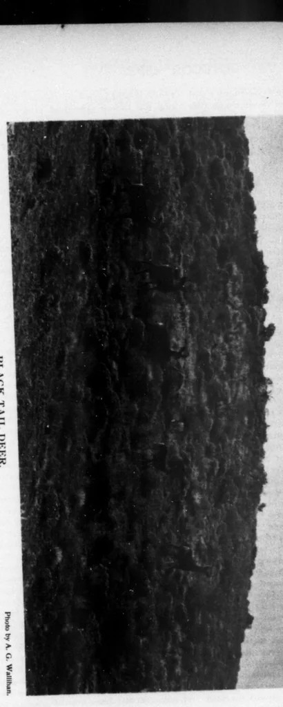 An illustration from Outdoor Life 1898-06: Vol 1 Iss 6, 1898, leaf 16
