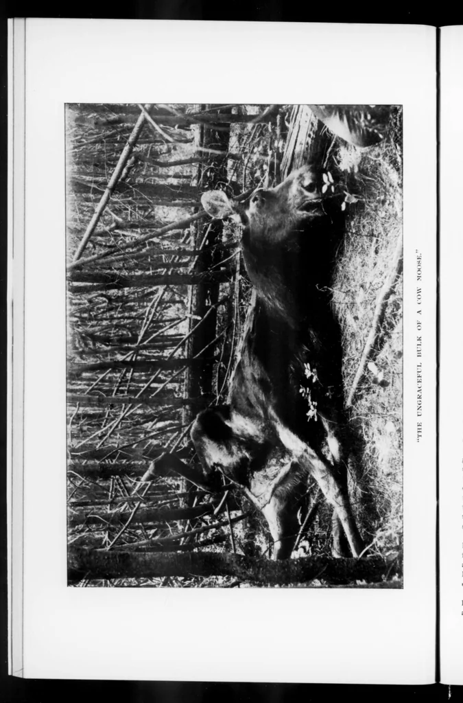 An illustration from Outdoor Life 1899-08: Vol 4 Iss 2, 1899, leaf 15